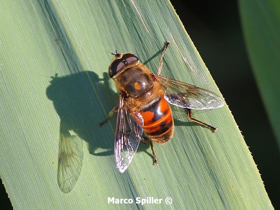 Eristalis tenax